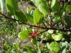 rhamnus ilicifolia